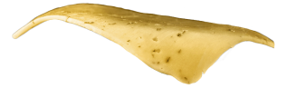 Burger layer - Cheese - Creative