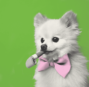 Pet Friendly